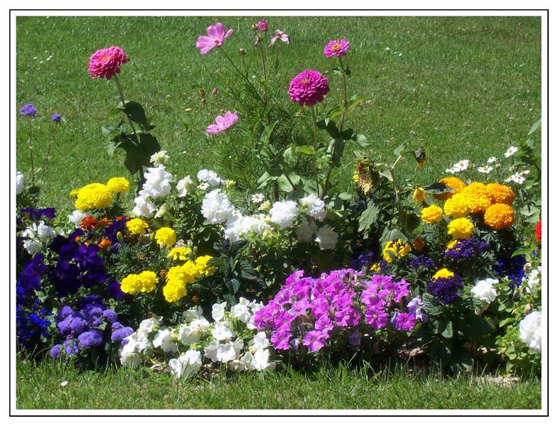 Flores en el Jardin